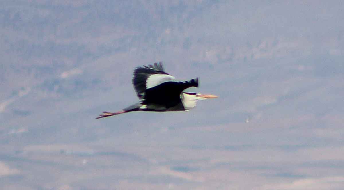 Gri balıkçıl